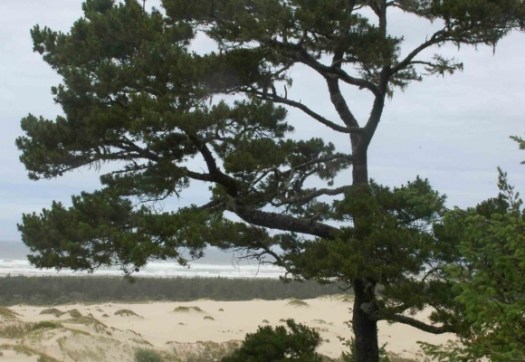 PiC4-2009-06-580x400