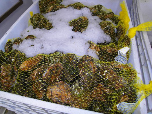 SAMSUNG DIGITAL CAMERA